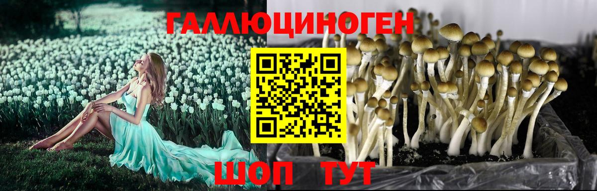 Псилоцибиновые грибы GOLDEN TEACHER Волжск
